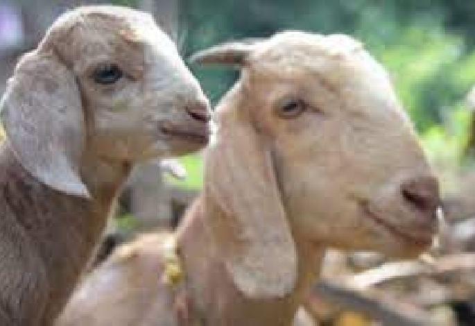 Two fights over a poor goat in yavatmal district | बिचाऱ्या बकऱ्यामुळे दोन ठिकाणी हाणामारी Two fights over a poor goat in yavatmal district | बिचाऱ्या बकऱ्यामुळे दोन ठिकाणी हाणामारी
