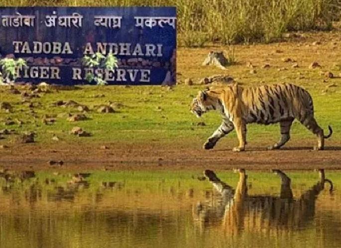 enclosed Gypsy safari in Tadoba Tiger Reserve | ताडोबा व्याघ्र प्रकल्पात आता बंद जिप्सीतून सफारी enclosed Gypsy safari in Tadoba Tiger Reserve | ताडोबा व्याघ्र प्रकल्पात आता बंद जिप्सीतून सफारी