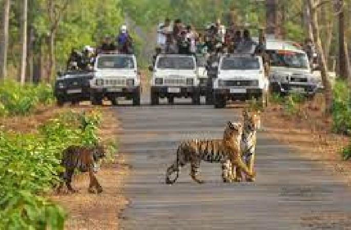 The Pench project needs tigers for funding rather than conservation | संवर्धनापेक्षा पेंच प्रकल्पात वाघ हवे आहेत निधीसाठी ! The Pench project needs tigers for funding rather than conservation | संवर्धनापेक्षा पेंच प्रकल्पात वाघ हवे आहेत निधीसाठी !