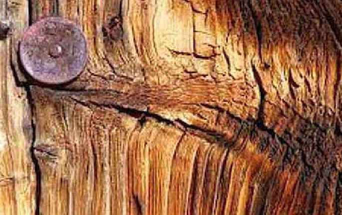 A case will be filed against those who put advertisements by nailing trees nagpur municipal corp | झाडांना खिळे ठोकून जाहिराती लावणाऱ्यांविरुद्ध होणार गुन्हा दाखल A case will be filed against those who put advertisements by nailing trees nagpur municipal corp | झाडांना खिळे ठोकून जाहिराती लावणाऱ्यांविरुद्ध होणार गुन्हा दाखल