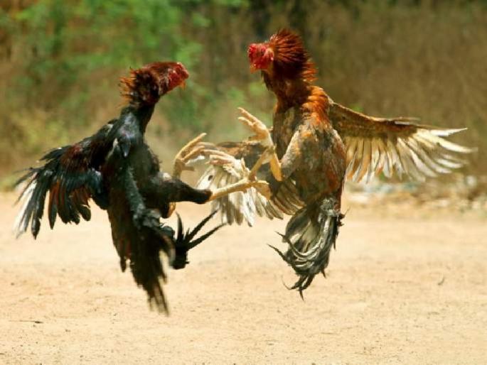 police arrest 14 for gambling over cock fighting | कोंबड्यांची झुंज लावून भरविला जुगार; १४ जण अटकेत police arrest 14 for gambling over cock fighting | कोंबड्यांची झुंज लावून भरविला जुगार; १४ जण अटकेत