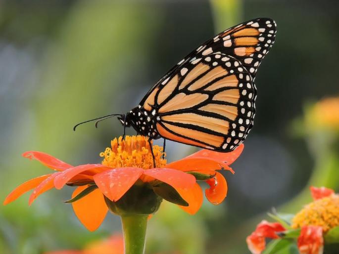 Eco-friendly trees should be planted for butterflies | फुलपाखरांसाठी पर्यावरणपूरक झाडांची लागवड करावी Eco-friendly trees should be planted for butterflies | फुलपाखरांसाठी पर्यावरणपूरक झाडांची लागवड करावी