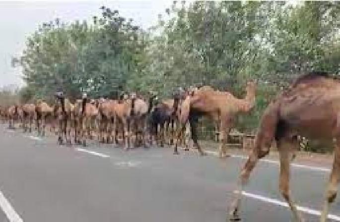Amravati police seize 58 camels being taken for slaughter to hyderabad | कत्तलीसाठी नेण्यात येणारे ५८ उंट ताब्यात, अमरावती पोलिसांची कारवाई Amravati police seize 58 camels being taken for slaughter to hyderabad | कत्तलीसाठी नेण्यात येणारे ५८ उंट ताब्यात, अमरावती पोलिसांची कारवाई