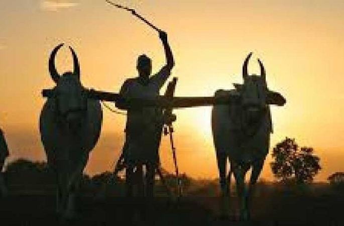 no diwali celebration of farmers due to crop loss | ना धानाचे चुकारे ना पैशाची व्यवस्था, दिवाळी साजरी करावी तरी कशी? no diwali celebration of farmers due to crop loss | ना धानाचे चुकारे ना पैशाची व्यवस्था, दिवाळी साजरी करावी तरी कशी?