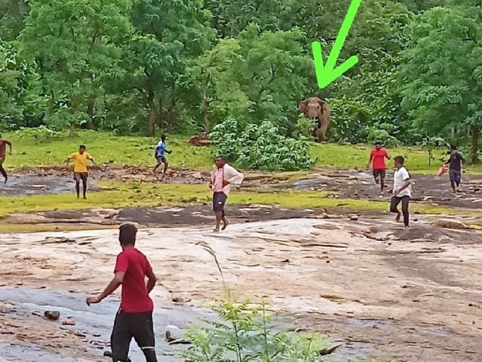 In Bandhgaon, a wild elephant broke the sweat of farmers and chased those who went to drive them | बाधगावात रानटी हत्तीने फोडला शेतकऱ्यांना घाम; रंगला पाठशिवणीचा खेळ In Bandhgaon, a wild elephant broke the sweat of farmers and chased those who went to drive them | बाधगावात रानटी हत्तीने फोडला शेतकऱ्यांना घाम; रंगला पाठशिवणीचा खेळ