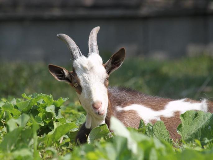 The VIP person's goat was stolen; police went to work hrb | VIP व्यक्तीचा बकरा चोरीला गेला; कोरोनाचा बंदोबस्त सोडून पोलीस लागले कामाला The VIP person's goat was stolen; police went to work hrb | VIP व्यक्तीचा बकरा चोरीला गेला; कोरोनाचा बंदोबस्त सोडून पोलीस लागले कामाला