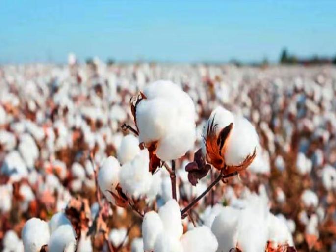 Cotton production forecast itself is under pressure due to 'psychological pressure' | कापूस उत्पादनाच्या अंदाजातच गाेलमाल, ‘सायकाॅलाॅजिकल प्रेशर’मुळे दरावर दबाव Cotton production forecast itself is under pressure due to 'psychological pressure' | कापूस उत्पादनाच्या अंदाजातच गाेलमाल, ‘सायकाॅलाॅजिकल प्रेशर’मुळे दरावर दबाव