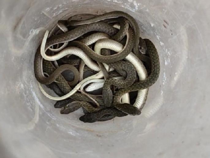 98 snakes were found while removing the drum in Bathroom construction | घरात बाथरुमचे बांधकाम करायला काढले; ड्रम हटविताच आढळले ९८ साप 98 snakes were found while removing the drum in Bathroom construction | घरात बाथरुमचे बांधकाम करायला काढले; ड्रम हटविताच आढळले ९८ साप