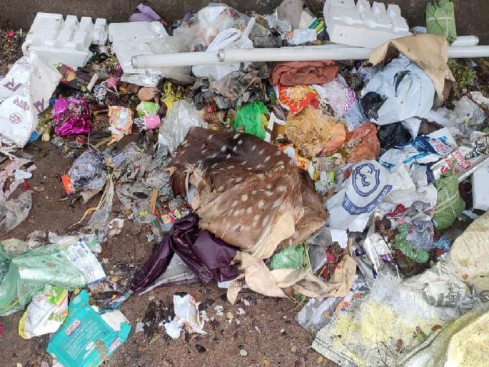 Deer skin thrown in garbage for fear of arrest, chaos in Chandrapur, Suspected deer hunting | अटकेच्या भीतीने कचऱ्यात फेकली हरणाची कातडी, चंद्रपुरात खळबळ Deer skin thrown in garbage for fear of arrest, chaos in Chandrapur, Suspected deer hunting | अटकेच्या भीतीने कचऱ्यात फेकली हरणाची कातडी, चंद्रपुरात खळबळ