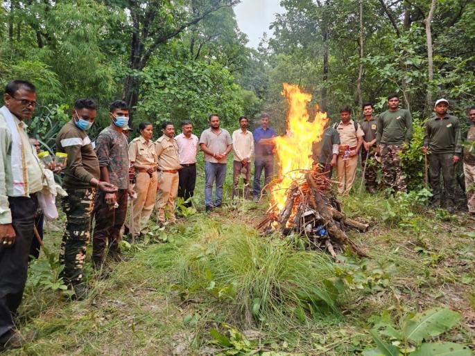Two tiger cubs found dead, incident in Pawni buffer area of Pench | मृतावस्थेत आढळले वाघाचे दाेन शावक, पेंचच्या पावनी बफर क्षेत्रातील घटना Two tiger cubs found dead, incident in Pawni buffer area of Pench | मृतावस्थेत आढळले वाघाचे दाेन शावक, पेंचच्या पावनी बफर क्षेत्रातील घटना