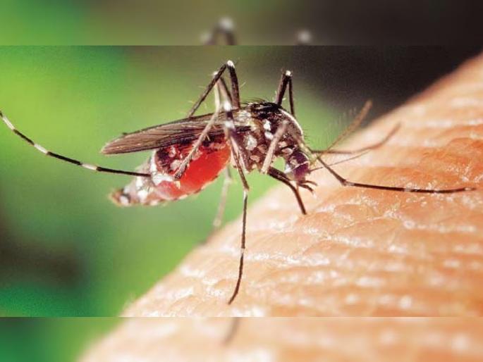 An increase of four cases of dengue every day has raised concerns amid over festival season | सणासुदीच्या तोंडावर डेंग्यूने वाढवली चिंता, रोज चार रुग्णांची भर An increase of four cases of dengue every day has raised concerns amid over festival season | सणासुदीच्या तोंडावर डेंग्यूने वाढवली चिंता, रोज चार रुग्णांची भर