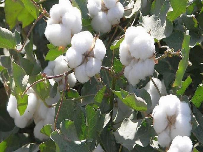 Awaiting price hike, cotton price deficit, hit by 1500 per quintal | ‘व्हॉट्सॲप युनिव्हर्सिटी’मुळे शेतकरी नापास, दरवाढीच्या प्रतीक्षेत पांढऱ्या सोन्यात तूट Awaiting price hike, cotton price deficit, hit by 1500 per quintal | ‘व्हॉट्सॲप युनिव्हर्सिटी’मुळे शेतकरी नापास, दरवाढीच्या प्रतीक्षेत पांढऱ्या सोन्यात तूट