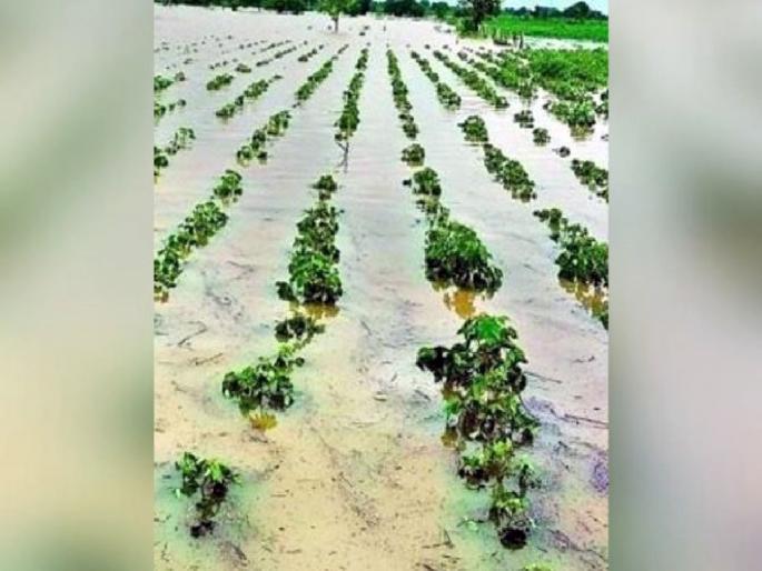 Heavy rains hit, 7.5 lakh hectares affected; need 687 crore in the for farmers | अतिवृष्टीचा फटका, ७.५ लाख हेक्टर बाधित; बळीराजासाठी हवेत ६८७ कोटी Heavy rains hit, 7.5 lakh hectares affected; need 687 crore in the for farmers | अतिवृष्टीचा फटका, ७.५ लाख हेक्टर बाधित; बळीराजासाठी हवेत ६८७ कोटी