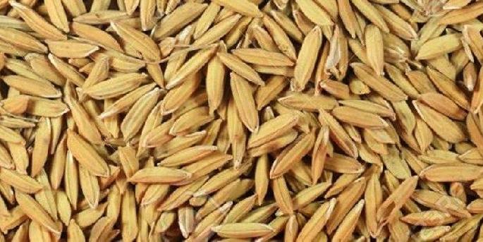 adulterated paddy seeds sell to a farmer in lakhni tehsil | भातपिकाचे वाण निघाले भेसळ!; शेतकऱ्याची फसवणूक adulterated paddy seeds sell to a farmer in lakhni tehsil | भातपिकाचे वाण निघाले भेसळ!; शेतकऱ्याची फसवणूक