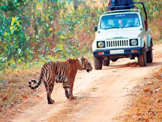 in tadoba local and outer gypsy dispute are rampant, entry denied to 18 tourists gypsies | ताडोबात स्थानिक व बाहेरच्या वादात पर्यटकांचा हिरमोड, १८ जिप्सींना प्रवेश नाकारला in tadoba local and outer gypsy dispute are rampant, entry denied to 18 tourists gypsies | ताडोबात स्थानिक व बाहेरच्या वादात पर्यटकांचा हिरमोड, १८ जिप्सींना प्रवेश नाकारला