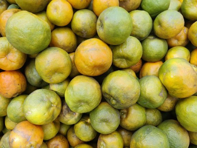 How will Nagpuri oranges be exported without subsidy? Import duty imposed by Bangladesh | सबसिडीविना नागपुरी संत्रा निर्यात होणार कसा? How will Nagpuri oranges be exported without subsidy? Import duty imposed by Bangladesh | सबसिडीविना नागपुरी संत्रा निर्यात होणार कसा?