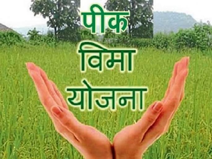 Relief to farmers... Crop insurance extended till August 3 | शेतकऱ्यांना दिलासा... पीक विम्याला ३ ऑगस्टपर्यंत मुदतवाढ Relief to farmers... Crop insurance extended till August 3 | शेतकऱ्यांना दिलासा... पीक विम्याला ३ ऑगस्टपर्यंत मुदतवाढ