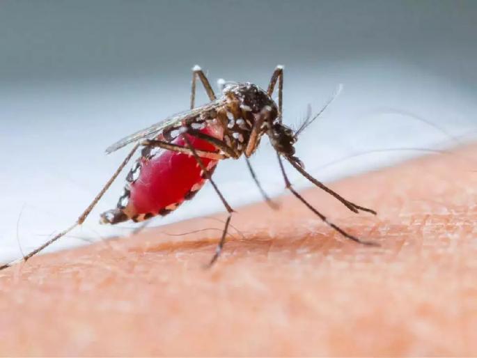 In Nagpur, suspected dengue patients raise 'fever', 224 dengue positive patients reported | नागपुरात डेंग्यू संशयित रुग्णांनी वाढविला ‘ताप’, २२४ डेंग्यू पॉझिटीव्ह रुग्णांची नोंद  In Nagpur, suspected dengue patients raise 'fever', 224 dengue positive patients reported | नागपुरात डेंग्यू संशयित रुग्णांनी वाढविला ‘ताप’, २२४ डेंग्यू पॉझिटीव्ह रुग्णांची नोंद