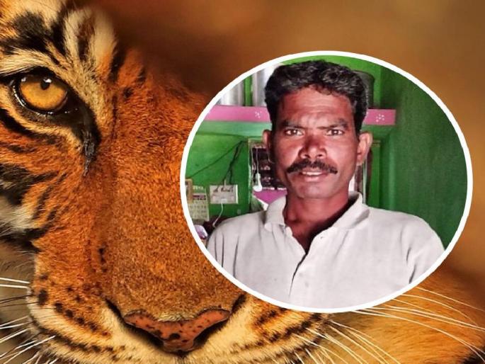 A farmer who went to graze goats was killed in a tiger attack | बकऱ्या चारायला गेलेला शेतकरी वाघाच्या हल्ल्यात ठार A farmer who went to graze goats was killed in a tiger attack | बकऱ्या चारायला गेलेला शेतकरी वाघाच्या हल्ल्यात ठार