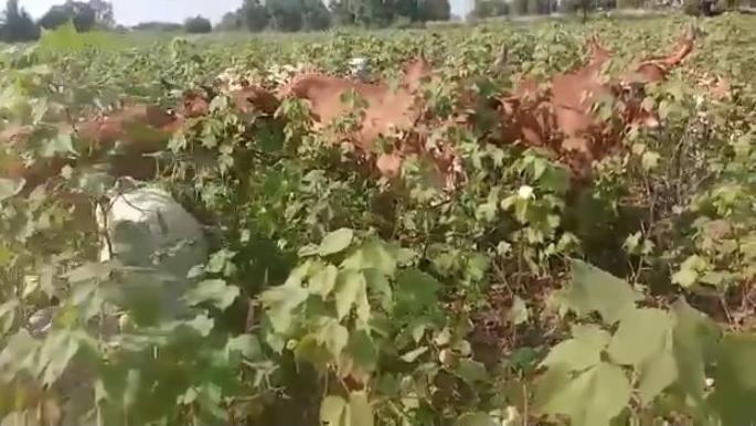 In Yavatmal district, farmers released animals on 11 acres of vertical cotton | यवतमाळ जिल्ह्यात बोंडअळीने त्रस्त शेतकऱ्यांनी ११ एकरातील उभ्या कपाशीवर सोडली जनावरे