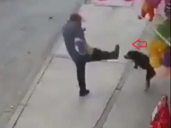 Man hit leg dog then what happened with man see viral video | कुत्र्याला लाथ मारायला गेला अन् असं काही करून बसला; पाहा व्हायरल व्हिडीओ Man hit leg dog then what happened with man see viral video | कुत्र्याला लाथ मारायला गेला अन् असं काही करून बसला; पाहा व्हायरल व्हिडीओ