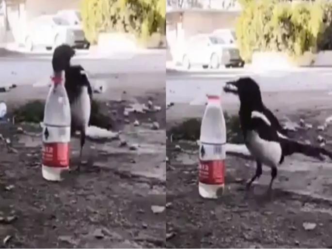 Meet this crow who is using physics technique for drinking water video goes viral | नादच खुळा! गोष्टीतला नाही तर खराखुरा चतूर कावळा; पाहा तहानलेल्या कावळ्याचा व्हिडीओ Meet this crow who is using physics technique for drinking water video goes viral | नादच खुळा! गोष्टीतला नाही तर खराखुरा चतूर कावळा; पाहा तहानलेल्या कावळ्याचा व्हिडीओ