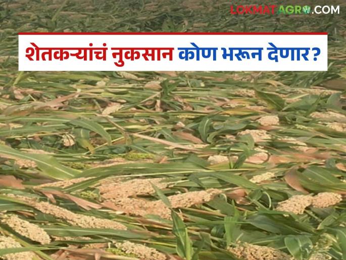 latest news Summer Crop: Unseasonal rains wreak havoc on summer crops; Farmers suffer losses Read in detail | Summer Crop : अवकाळी पावसाने उन्हाळी पिकांवर संक्रांत; शेतकऱ्यांच्या पदरी नुकसानच नुकसान वाचा सविस्तर