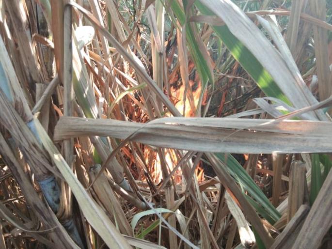 Farmer's son attempted suicide due to burning sugarcane | जळत्या उसाकडे पाहून शेतकरी मुलाने केला आत्महत्येचा प्रयत्न Farmer's son attempted suicide due to burning sugarcane | जळत्या उसाकडे पाहून शेतकरी मुलाने केला आत्महत्येचा प्रयत्न