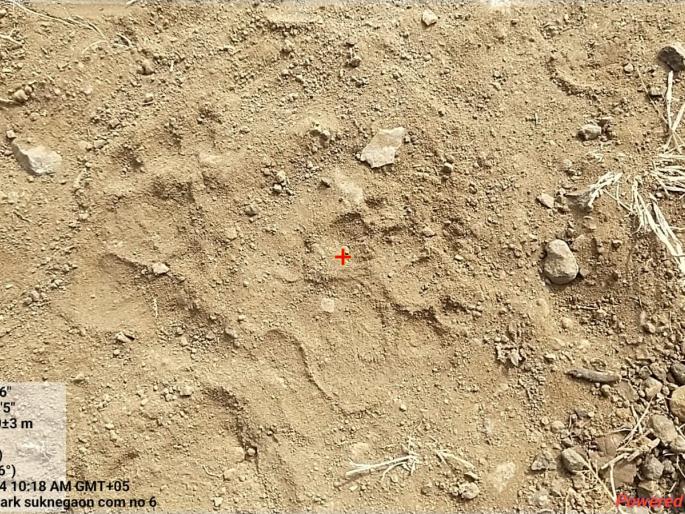 calves died footprints of tigress were found there | बछड्यांचा मृत्यू झाला, तेथेच आढळले वाघिणीच्या पायाचे ठसे...!