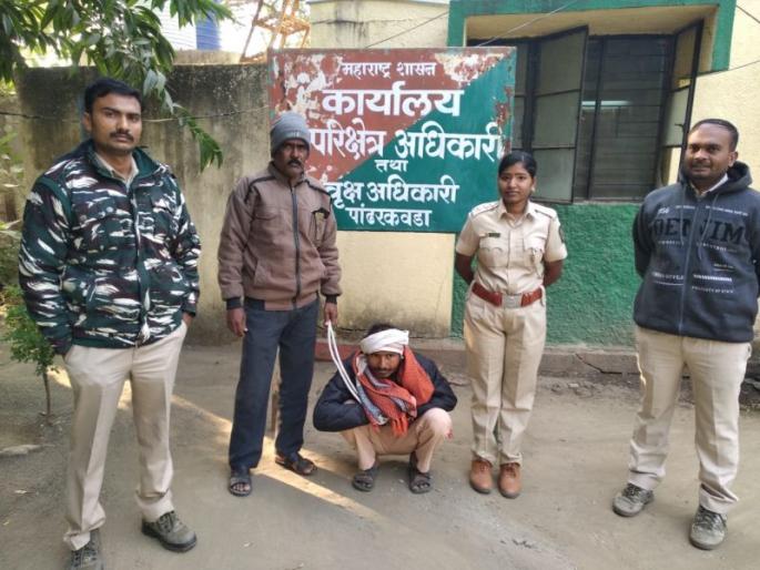 Hunting Case : action taken against the accused for hunting Wildlife in yavatmal | चितळ शिकार प्रकरण :आरोपीविरोधात पांढरकवडा वनविभाग आणि वन्यजीव विभागाची संयुक्त कारवाई Hunting Case : action taken against the accused for hunting Wildlife in yavatmal | चितळ शिकार प्रकरण :आरोपीविरोधात पांढरकवडा वनविभाग आणि वन्यजीव विभागाची संयुक्त कारवाई