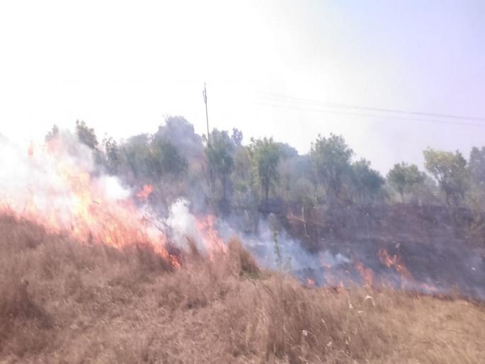 A fire in the forest department's Nursery at Yeldari; Thousands of saplings burnt | येलदरी येथे वन विभागाच्या रोपवाटिकेला आग; हजारो रोपटे जळाली