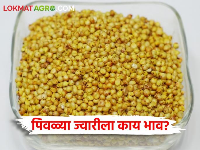 Latest news Todays Sorghum Market Price in market pards check here | Sorghum Market : कुठल्या ज्वारीला सर्वात कमी दर मिळाला? वाचा आजचे सविस्तर बाजरभाव