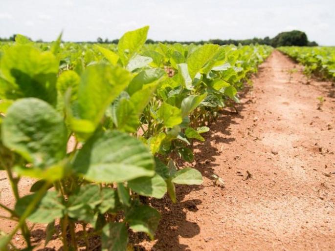 Yield of Moog, Udid seed production will reduce | कृषी विद्यापीठातील मूग, उडीद बीजोत्पादन घटणार! Yield of Moog, Udid seed production will reduce | कृषी विद्यापीठातील मूग, उडीद बीजोत्पादन घटणार!