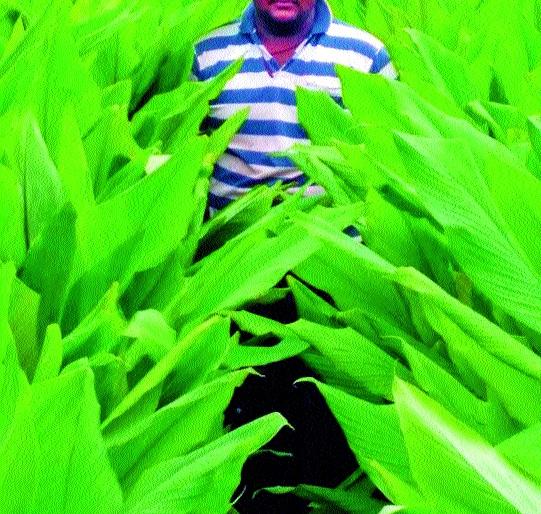  The yield of one and a half liters of turmeric in the year-ago-113 quintals of 113 kg of young farmer | आष्ट्यात हळदीचे एकरी साडेतीन लाखाचे उत्पन्न-युवा शेतकऱ्याने ११३ गुंठ्यात ११७ क्विंटल उत्पादन