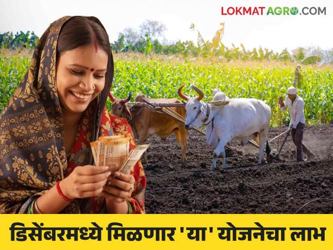 maharashtra government schemes 2024 : government give money for scheme will benefit from december | Maharashtra Government Schemes 2024 : डिसेंबरमध्ये लाडकी बहीण ते पीएम किसानसह कोणत्या योजनांचा लाभ मिळणार? वाचा सविस्तर