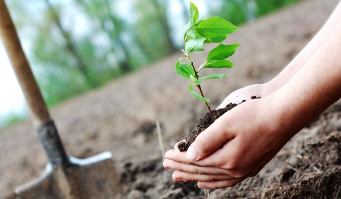 Two lakh trees planted for 'urban forest' | ‘शहरी जंगलां’साठी दोन लाख वृक्षांची लागवड Two lakh trees planted for 'urban forest' | ‘शहरी जंगलां’साठी दोन लाख वृक्षांची लागवड