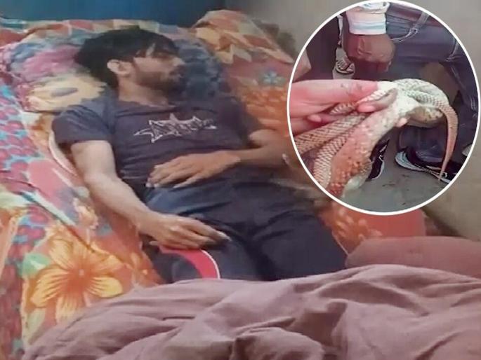 A young man was bitten 10 times by a snake in his sleep in Meerut. | तब्बल १० वेळा सापाने घेतला युवकाचा चावा; रात्रभर अंगाखालीच साप बसून राहिला, मग...  A young man was bitten 10 times by a snake in his sleep in Meerut. | तब्बल १० वेळा सापाने घेतला युवकाचा चावा; रात्रभर अंगाखालीच साप बसून राहिला, मग...