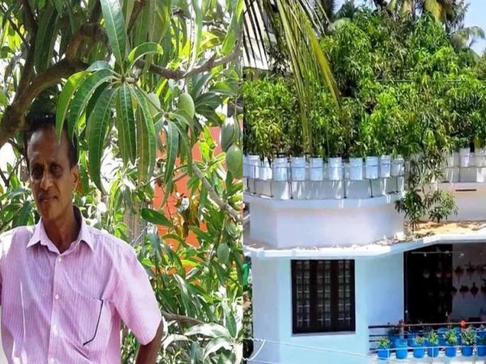kerala man who grows 40 varieties of mango on terrace | लय भारी! शेतकऱ्यानं केली कमाल; घराच्या छतावर फुलवली ४० प्रकारच्या आंब्याची बाग kerala man who grows 40 varieties of mango on terrace | लय भारी! शेतकऱ्यानं केली कमाल; घराच्या छतावर फुलवली ४० प्रकारच्या आंब्याची बाग