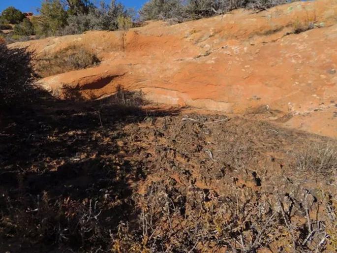 Can you spot the lizard in this viral picture | चॅलेन्ज! या फोटोत लपली आहे पाल; शोधून शोधून थकाल, बघा जमतंय का?