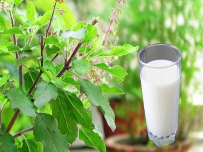 Health Tips In Marathi : Tulsi milk health benefits immunity booster | सर्दी, खोकल्यावर रामबाण उपाय १ ग्लास तुळशीचं दूध; इतर फायदे वाचून अवाक् व्हाल Health Tips In Marathi : Tulsi milk health benefits immunity booster | सर्दी, खोकल्यावर रामबाण उपाय १ ग्लास तुळशीचं दूध; इतर फायदे वाचून अवाक् व्हाल