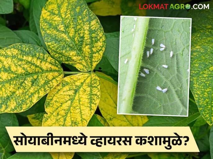 Control of this pest is important for viral green and yellow mosaic disease of soybean | सोयाबीनवरील विषाणूजन्य हिरवा आणि पिवळा मोझॅक रोगासाठी या किडीचे नियंत्रण महत्वाचे Control of this pest is important for viral green and yellow mosaic disease of soybean | सोयाबीनवरील विषाणूजन्य हिरवा आणि पिवळा मोझॅक रोगासाठी या किडीचे नियंत्रण महत्वाचे