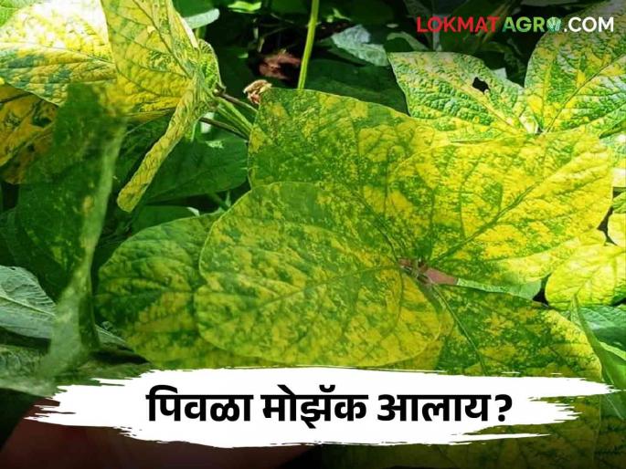 Timely control of yellow mosaic/kevada disease on soybean | Soybean Mosaic: सोयाबीनवरील पिवळा मोझॅक रोगासाठी करा हे सोपे उपाय Timely control of yellow mosaic/kevada disease on soybean | Soybean Mosaic: सोयाबीनवरील पिवळा मोझॅक रोगासाठी करा हे सोपे उपाय