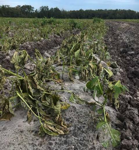 Have you ever had a mouthwash? | गिरणाकाठवासीयांचा तोंडचा घास गेला? Have you ever had a mouthwash? | गिरणाकाठवासीयांचा तोंडचा घास गेला?