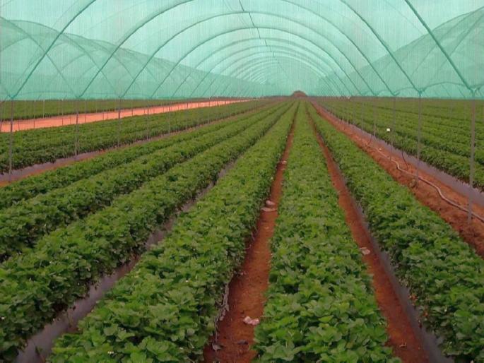 Despite the government's intervention, three and a half crores of farmers' subsidy in Pocra scheme got stuck | शासन दारी येऊनही, पाेकरा याेजनेतील शेतकऱ्यांच्या अनुदानाचे साडेतीन काेटी अडकले