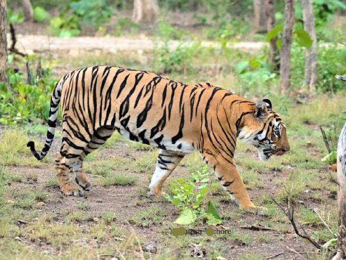 After two years, the 'Veer' Tiger of Tipeshwar returns to the Sanctuary | दोन वर्षांनंतर टिपेश्वरचा ‘वीर’ आला स्वगृही परत After two years, the 'Veer' Tiger of Tipeshwar returns to the Sanctuary | दोन वर्षांनंतर टिपेश्वरचा ‘वीर’ आला स्वगृही परत