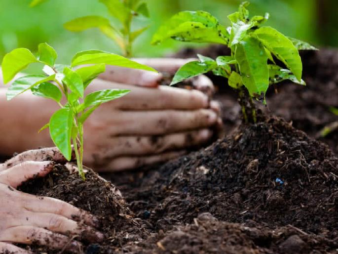 The Forest Department doesn't have enough saplings how can it plant 10 crore trees | वनविभागाकडे पुरेशी रोपेच नाहीत, १० कोटी झाडं लावणार तरी कशी?