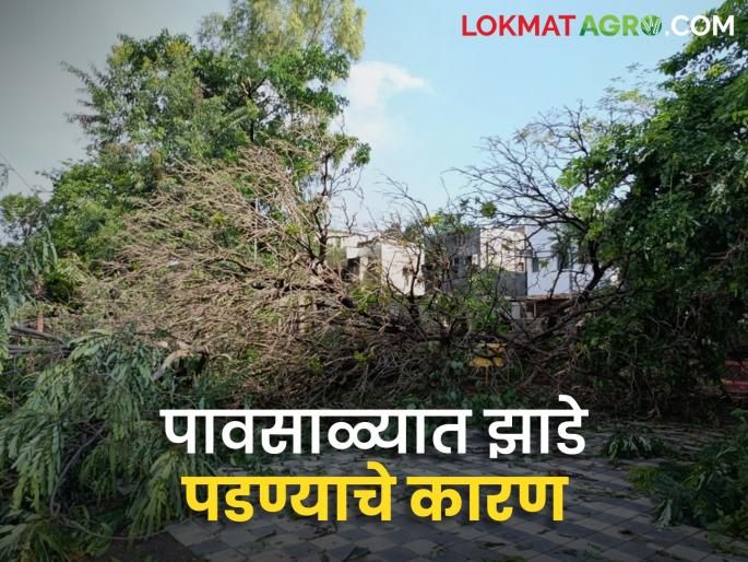 Latest News Avkali Paus Why do trees on farms and roadsides fall Find out the reason |  Avkali Paus : शेतीवरील, रस्त्याच्या कडेची झाडं का कोसळतात? जाणून घ्या कारण 