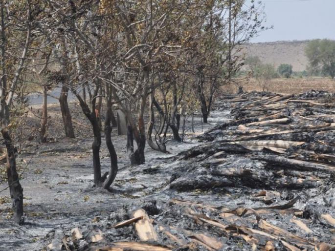 Social forestry plants burned with banana bells | केळीच्या खांबांसोबत जळाली सामाजिक वनीकरणाची झाडे Social forestry plants burned with banana bells | केळीच्या खांबांसोबत जळाली सामाजिक वनीकरणाची झाडे