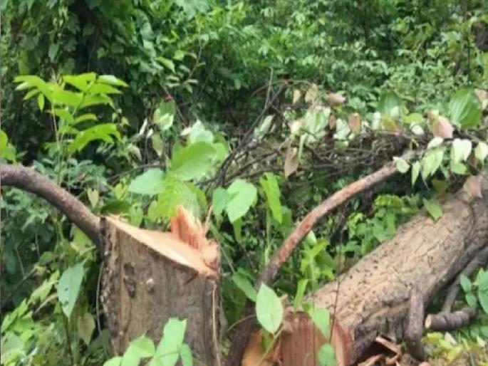 25000 trees cut down in 3 years in Kolhapur district for roads | रस्त्यांसाठी कोल्हापूर जिल्ह्यात ३ वर्षांत २५ हजार वृक्षांची कत्तल 25000 trees cut down in 3 years in Kolhapur district for roads | रस्त्यांसाठी कोल्हापूर जिल्ह्यात ३ वर्षांत २५ हजार वृक्षांची कत्तल