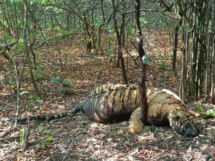 Decomposing body of tigress in chaparala forest area | चपराळा वनक्षेत्रात वाघिणीचा कुजलेल्या अवस्थेत मृतदेह Decomposing body of tigress in chaparala forest area | चपराळा वनक्षेत्रात वाघिणीचा कुजलेल्या अवस्थेत मृतदेह